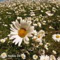 ox-eye daisy (Leucanthemum vulgare) Kenneth Noble